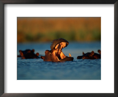 Hippopotamuses Swimming by Beverly Joubert Pricing Limited Edition Print image