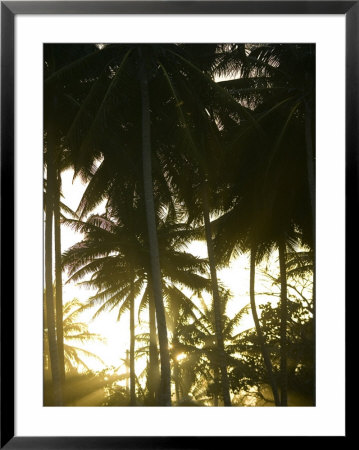 Afternoon Sunlight Through Palm Trees by Skip Brown Pricing Limited Edition Print image