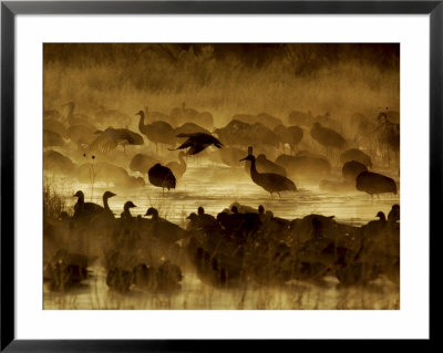 Flock Of Snow Geese And Sandhill Cranes In Water And Ground Fog by Arthur Morris Pricing Limited Edition Print image