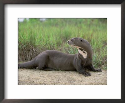 Giant Otter, Guyana by Pete Oxford Pricing Limited Edition Print image