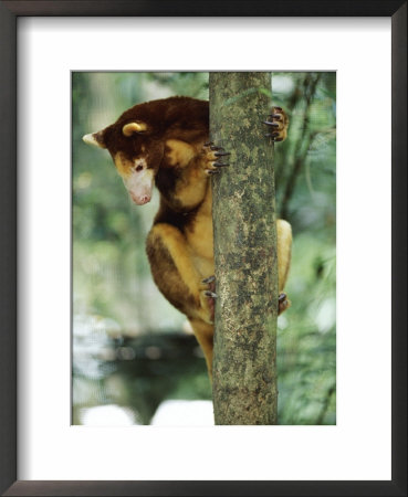 Matchie's Tree Kangaroo (Dendrolagus Matchiei} Native To Papua New Guinea, Endangered Species by Anup Shah Pricing Limited Edition Print image