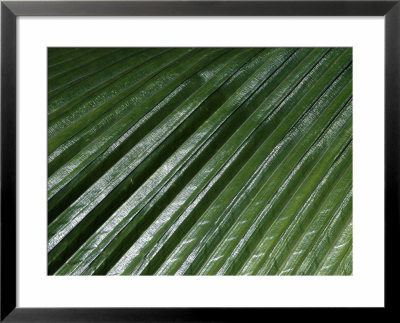 Johannesteijsmannia Altifrons (Palm) Close-Up Of Foliage by Michele Lamontagne Pricing Limited Edition Print image