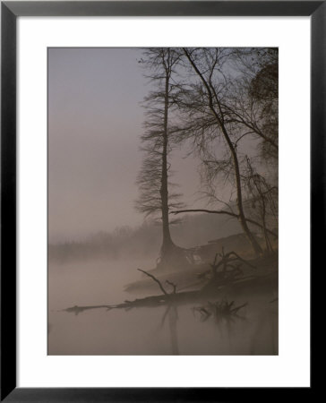 Scenic View Of Trees On The Bank Of The Tennessee River by Sam Abell Pricing Limited Edition Print image