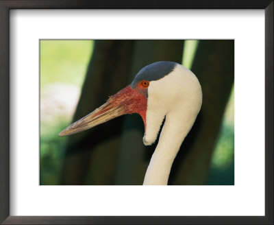 Close View Of A Wattled Crane by Vlad Kharitonov Pricing Limited Edition Print image