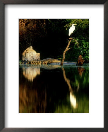 Morelets Crocodile, Sunning, Mexico by Patricio Robles Gil Pricing Limited Edition Print image