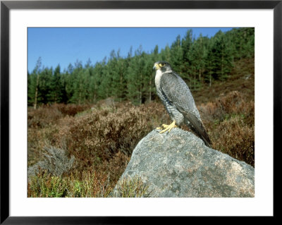 Peregrine Falcon, Strathspey, Uk by Mark Hamblin Pricing Limited Edition Print image