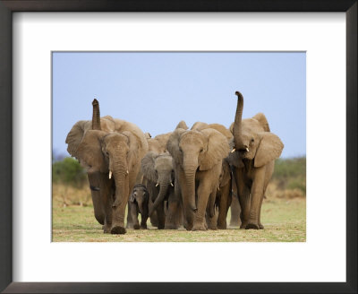 African Elephants, Using Trunks To Scent For Danger, Etosha National Park, Namibia by Tony Heald Pricing Limited Edition Print image