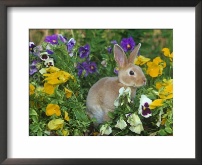 Mini Rex Rabbit, Amongst Pansies, Usa by Lynn M. Stone Pricing Limited Edition Print image