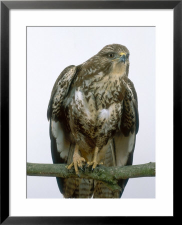 Buzzard, Uk by Les Stocker Pricing Limited Edition Print image