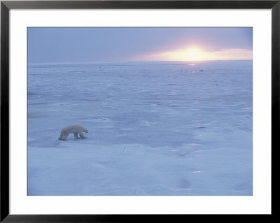 A Polar Bear Tests The Strength Of Ice With Its Paws by Paul Nicklen Pricing Limited Edition Print image