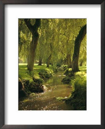 Willow Trees By Forest Stream, New Forest, Hampshire, England, Uk, Europe by Dominic Webster Pricing Limited Edition Print image