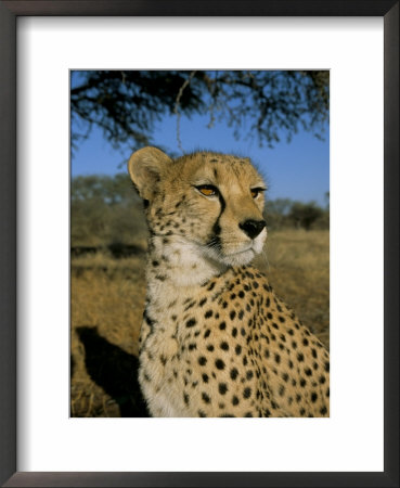 Cheetah (Acinonyx Jubatus) In Captivity, Namibia, Africa by Steve & Ann Toon Pricing Limited Edition Print image