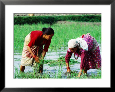 Two Newari Women Planting Rice In Paddy, Kathmandu, Bagmati, Nepal by Oliver Strewe Pricing Limited Edition Print image