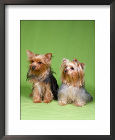 Dogs, Two Yorkshire Terriers by Reinhard Pricing Limited Edition Print image