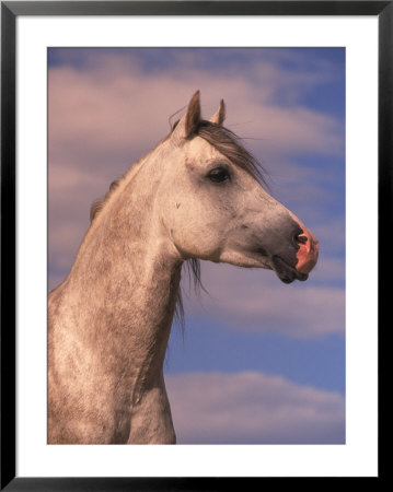 Close-Up Of White Horse With Sky In Background by Jim Oltersdorf Pricing Limited Edition Print image