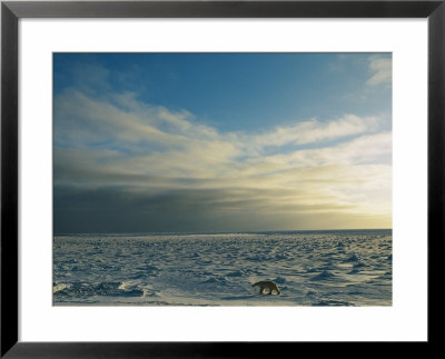 Landscape View Of Tundra And A Polar Bear by Norbert Rosing Pricing Limited Edition Print image