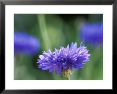 Centaurea Cyanus (Blue Cornflower), Close-Up by Ruth Brown Pricing Limited Edition Print image