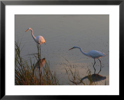 Great Egrets Hunting For Fish, Bombay Hook, Delaware by George Grall Pricing Limited Edition Print image