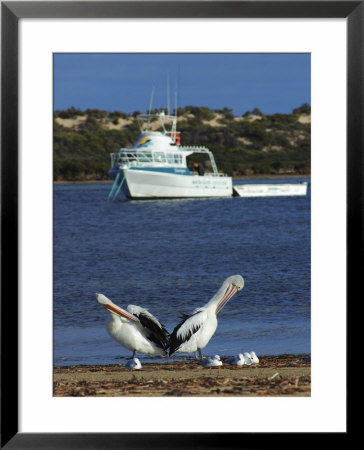 Pelicans And Seagulls With Boat, Eyre Peninsula, Baird Bay, South Australia by Michael Gebicki Pricing Limited Edition Print image
