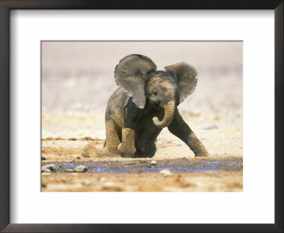 African Elephant Calf On Knees By Water, Kaokoland, Namibia by Tony Heald Pricing Limited Edition Print image