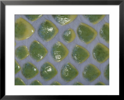 Green Tree Python, Morelia Viridis Patterns/Expanded Skin, Indonesia by Brian Kenney Pricing Limited Edition Print image