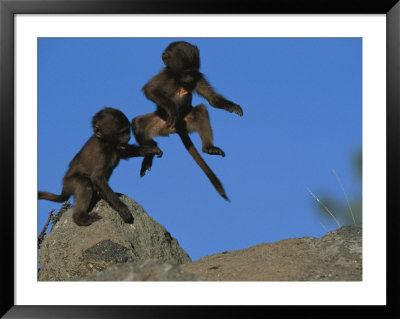 Two Playful Young Gelada Baboons Leap From A Rock by Michael Nichols Pricing Limited Edition Print image