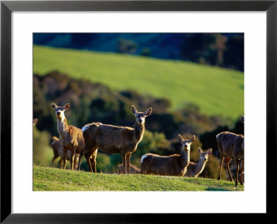Deer Farm, Banks Peninsula, Canterbury, New Zealand by Paul Kennedy Pricing Limited Edition Print image