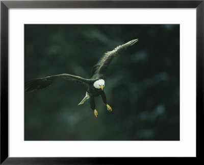 American Bald Eagle Stares Intently Down At Its Prey Below by Klaus Nigge Pricing Limited Edition Print image