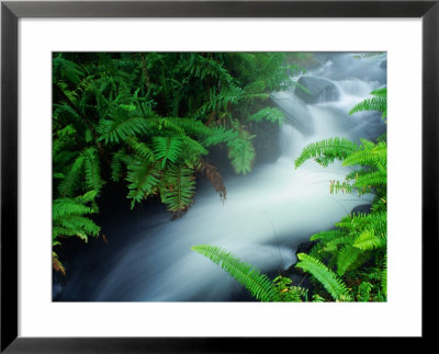 Stream In Topiary Garden In Front Of The Town Church, Zarcero, Costa Rica by Alfredo Maiquez Pricing Limited Edition Print image