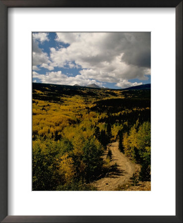 Colorful Trees In Fall, Boulder by Michael Brown Pricing Limited Edition Print image