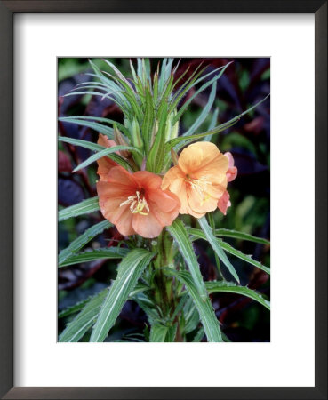 Oenothera Versicolor Sunset Boulevard (Evening Primrose) by Mark Bolton Pricing Limited Edition Print image