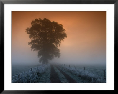 Tree In The Morning Fog, Bielefeld, Nordrhein Westfalen, Germany by Thorsten Milse Pricing Limited Edition Print image