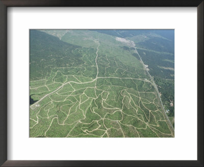 Newly Planted Oil Palm, Plantations, Lowland Dipterocarp Rainforest, Sabah, Borneo, Malaysia by James Aldred Pricing Limited Edition Print image