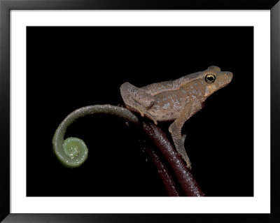 Leptodactylid Frog And Fern, Madre De Dios, Peru by Andres Morya Pricing Limited Edition Print image
