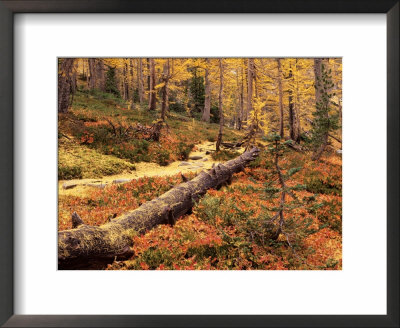 Huckleberry Leaves And Larch Trees, Enchantment Lakes, Alpine Lakes Wilderness, Washington, Usa by Jamie & Judy Wild Pricing Limited Edition Print image