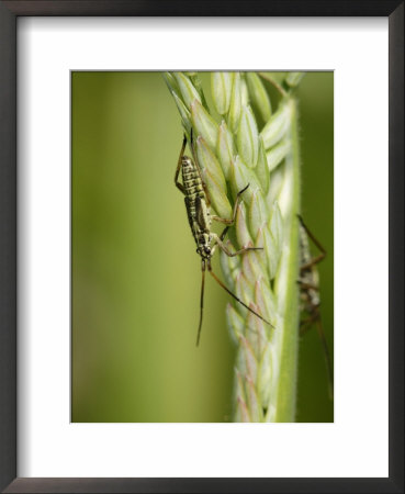 Meadow Plant Bug, Feeding On Grass Seed Head, Middlesex, Uk by Elliott Neep Pricing Limited Edition Print image