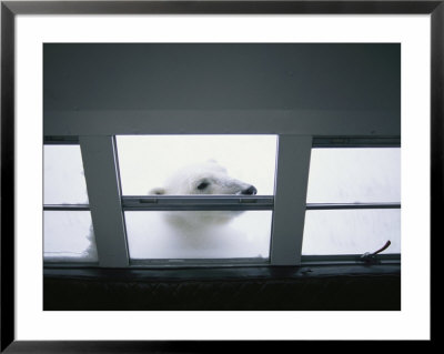 A Polar Bear Peeks In The Window Of An All Terrain Vehicle by Maria Stenzel Pricing Limited Edition Print image
