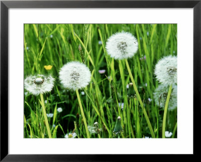 Taraxacum Officinale (Dandelion) Seedheads by Mark Bolton Pricing Limited Edition Print image