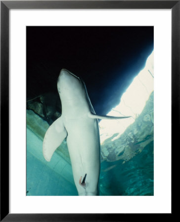 Irrawaddy Dolphin, Erection, Indonesia by Gerard Soury Pricing Limited Edition Print image