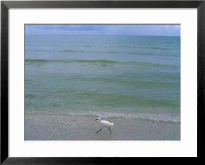 A Snowy Egret Walks Along The Beach At Sanibel Island, Florida by Joel Sartore Pricing Limited Edition Print image