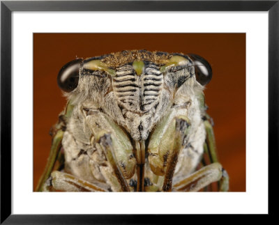 Close View Of A Cicadas Face by Darlyne A. Murawski Pricing Limited Edition Print image