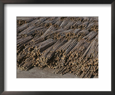 Stacks Of Logs In An Olympic Peninsula Lumber Yard by Sam Abell Pricing Limited Edition Print image