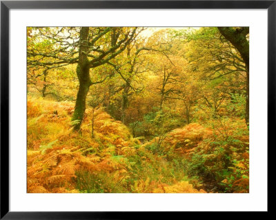 Autumn Colour In Woodland, Scotland by David Boag Pricing Limited Edition Print image