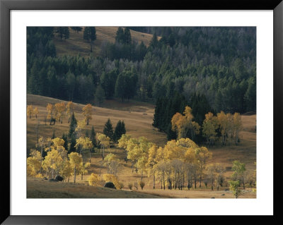 Aspen Trees And Fall Colors In Lamar Valley by Norbert Rosing Pricing Limited Edition Print image