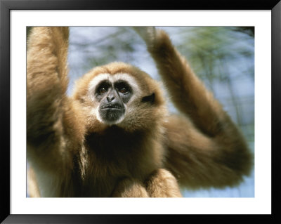 Close View Of A White-Handed Gibbon by Joel Sartore Pricing Limited Edition Print image