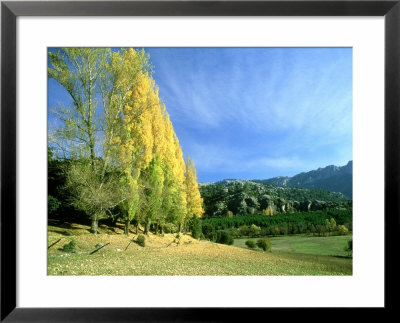 Autumn Colours (Poplars) In Sierra De Cazorla, Spain by Berndt Fischer Pricing Limited Edition Print image