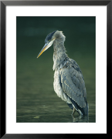 A Portrait Of A Great Blue Heron by Klaus Nigge Pricing Limited Edition Print image
