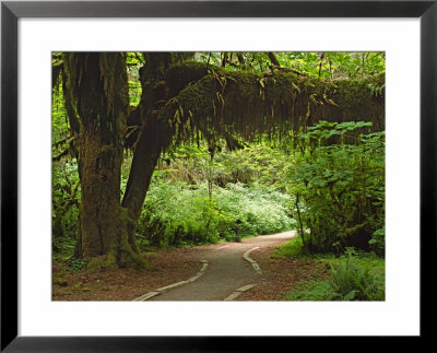 Hall Of Mosses, Olympic National Park, Washington, Usa by Charles Sleicher Pricing Limited Edition Print image