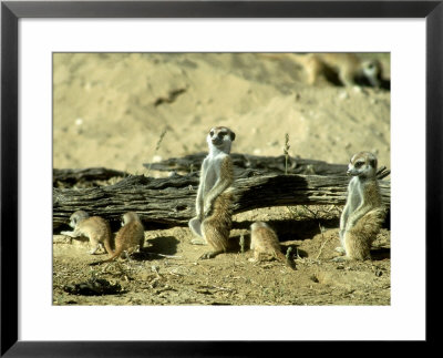 Meerkat (Suricate), Adults Watching Over Young Pups, Kalahari Gemsbok National Park by Tim Jackson Pricing Limited Edition Print image