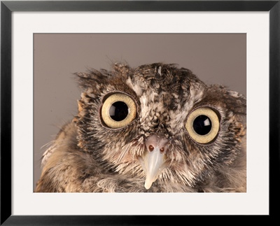 Eastern Screech Owl, Lincoln, Nebraska by Joel Sartore Pricing Limited Edition Print image